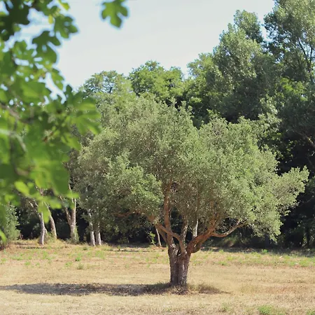 فيلة Ortu Di Bala